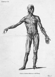 Músculos Estrutura muscular humana, c 1850s