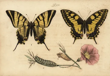 Andorinha do Velho Mundo, Papillo machaon 1,2,3 e a escassa andorinha, Iphiclides podalirius 4