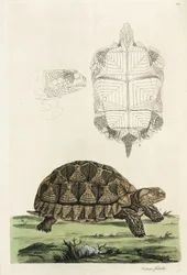 Tartaruga esportiva