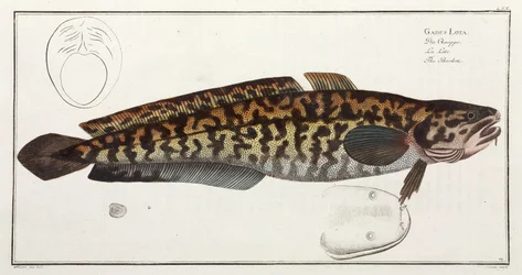 A Burbot...