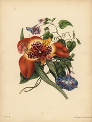 O Tigre-flor mexicano, Tigridia pavonia, Change; The blue major Convolvulus, Night