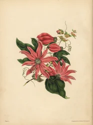 O Passionflower racemose, Passiflora racemosa, Superstição religiosa