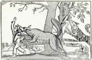 O lobo por volta de 1820 (gravura)