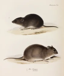 Dois tipos de rato, c 1832-1836