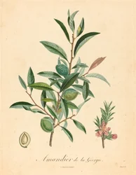 Amendoeira da Geórgia