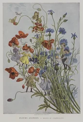 Fleurs Animees. Bluets et Coquelicots. (Flores animadas: flores e papoulas)