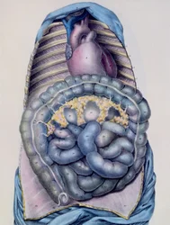 Anatomia do intestino grosso, de Manuel dAnatomie, descritivo do Corpo Humain por Jules Cloquet (1790-1883) gravado por G. de Frey, 1825