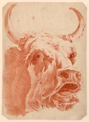 Cabeça de vaca
