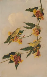 Toutinegra Amarela