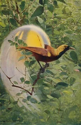 Grande ave do paraíso