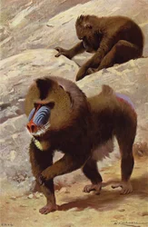 Mandril