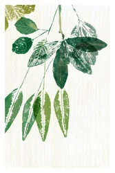 Folhas verdes botânicas