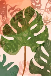 Folhas tropicais de Monstera