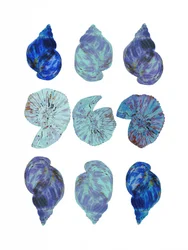 Conchas marinhas de cores vivas