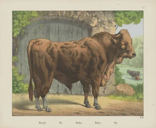 Boeuf. / Boi. / Och. / Bove. / Os (título no objeto)