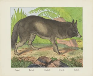 Chacal. / Chacal. / Schakal. / Sciacal. / Jakhals (título sobre o objecto)