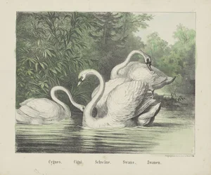 Cisnes. / cigarros. / Cisnes. / Cisnes. / Zwanen (título no objeto)