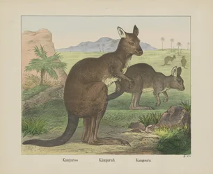 Kanguroo / Kangaroo / Kangouru (título sobre o objecto)