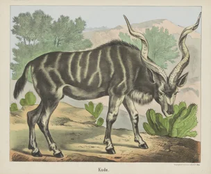 Kudu (título no objeto)