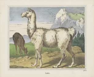 Lama (título sobre o objecto)