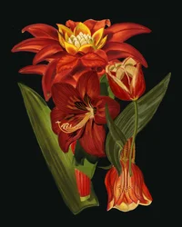 Flores botânicas elegantes