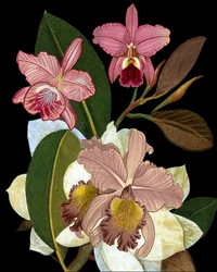 Orquídeas cor-de-rosa elegantes