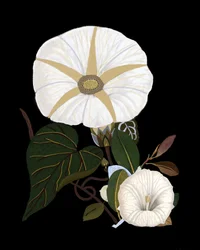 Ipomeias brancas elegantes