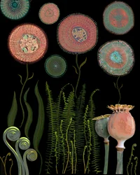Jardim de Flores Microscópico