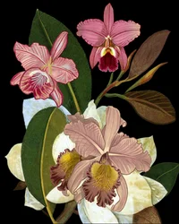 Orquídeas e magnólias