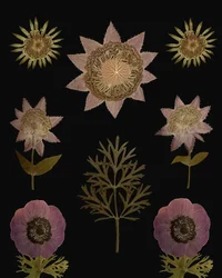 Flores secas vintage