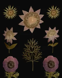 Plantas prensadas vintage