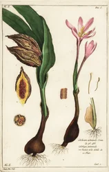 Crocodilo de Outono, açafrão dos prados ou senhoras nuas, Colchicum autumnale, Linn