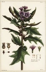 Meimendro-preto, jusquiame noire, Hyoscyamus niger Linn