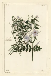 Jasmim comum, Jasminum officinale, Linn