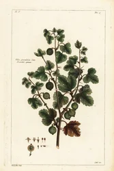 Groselha, groselha-espinhosa, groselha-espinhosa