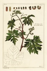 Folhas e bagaço de uva numa videira, Vitis vinifera