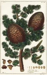 Cedro Líbano Cedrus libani Pinus cedrus Linn