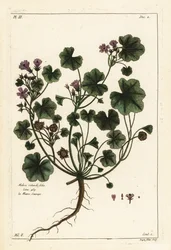 Malva malva, malva pusilla