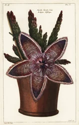 Flor de estrela do mar ou planta de carniça, Stapelia hirsuta Linn