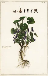 Violeta doce, Viola odorata, Linn