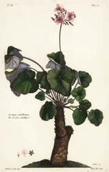 Espécies não resolvidas de gerânio, Geranium umbellicatum